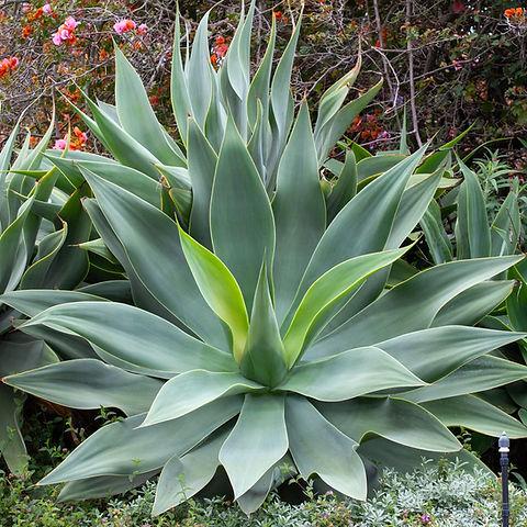 Agave